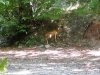 bambi.jpg