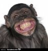 fkoth4upqd-scimmia-che-ride-mostrando-tutti-i-denti-ah-raga-io-non-riesco-ad-interagire-con_a.jpg