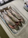 IMG_1019.jpeg