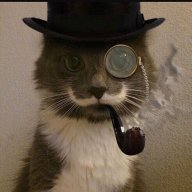 Gatto02