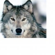 oldwolf