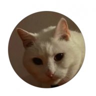 DioGatto