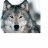 oldwolf