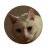 DioGatto