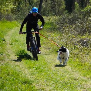 Dog Joring PG