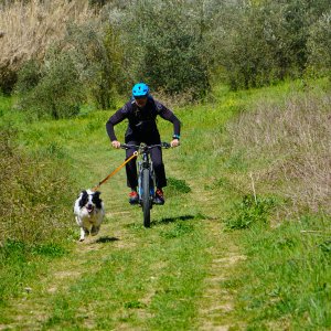 Dog Joring PG
