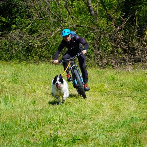 Dog Joring PG
