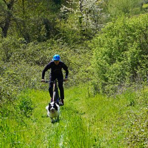 Dog Joring PG