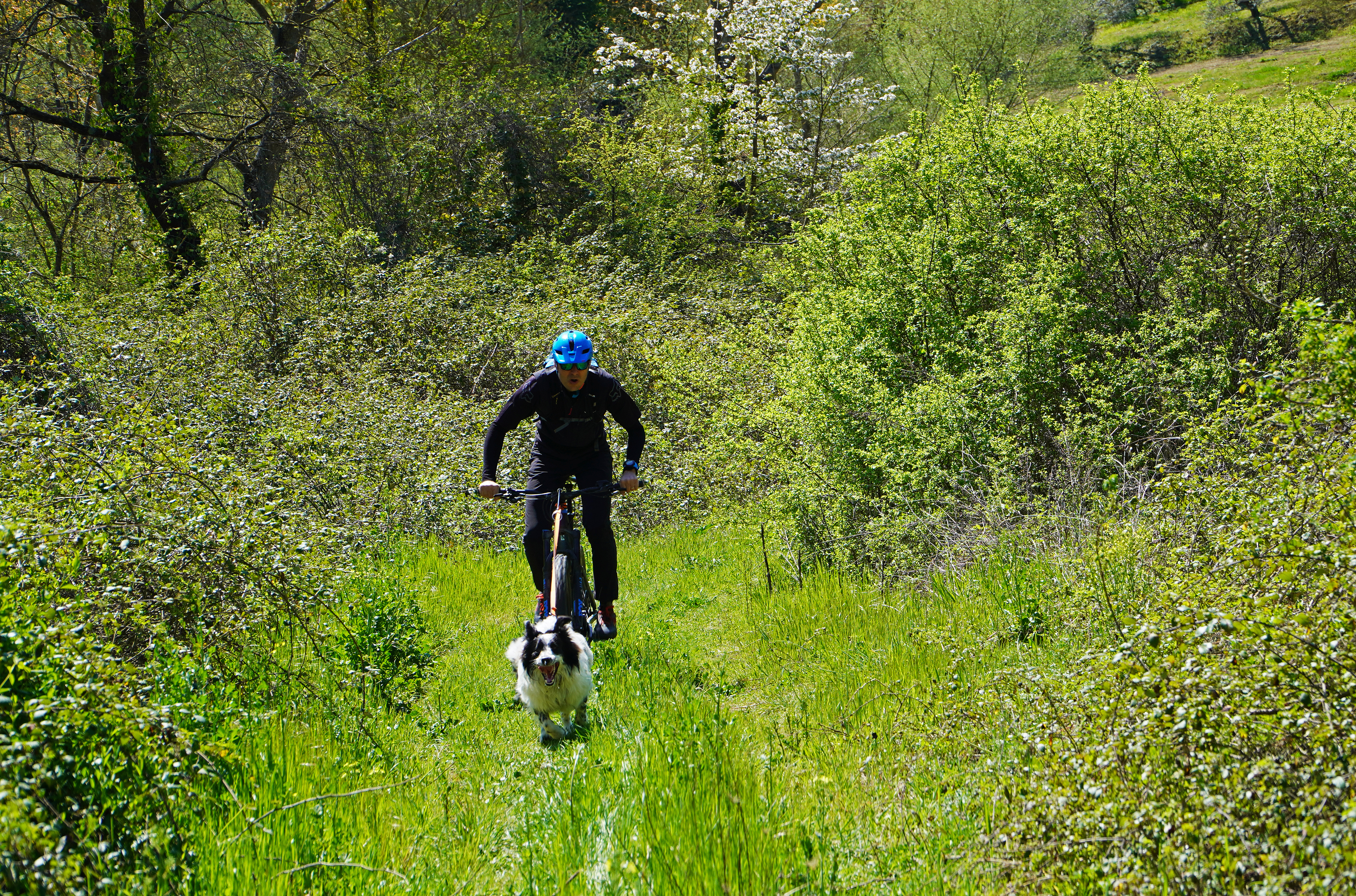 Dog Joring PG